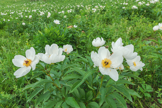 春季草原芍药花