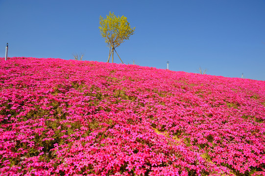 花田