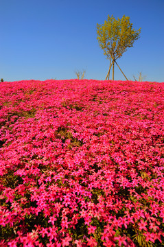 花海