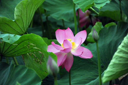 荷花