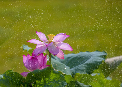 雨后荷花别样红