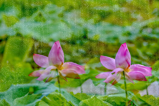 雨后荷花别样红