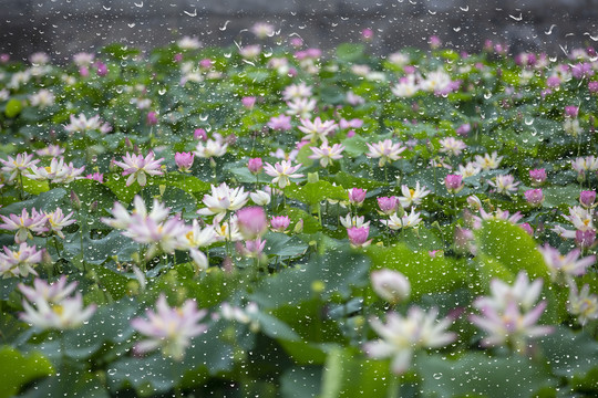 雨后荷花别样红