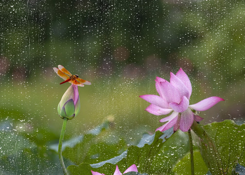 雨后荷花别样红