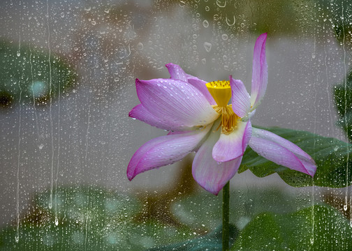 雨后荷花别样红