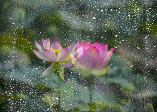 雨后荷花别样红