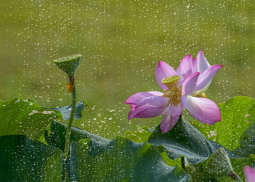 雨后荷花别样红