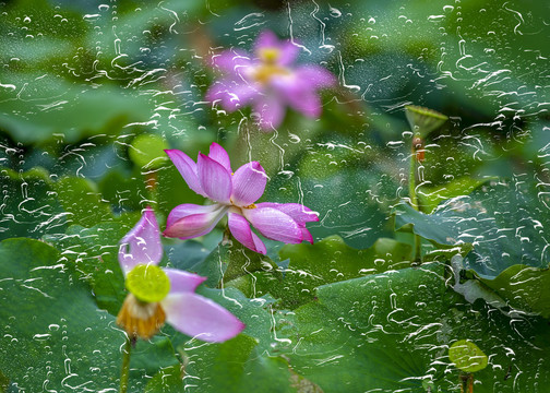 雨后荷花别样红