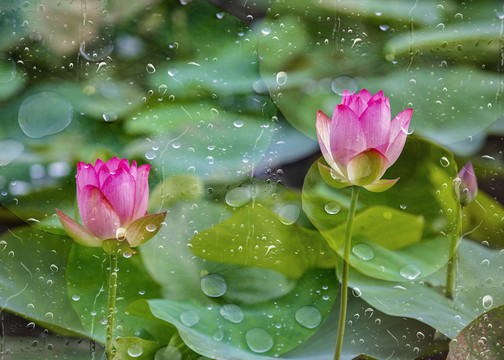 雨后荷花别样红