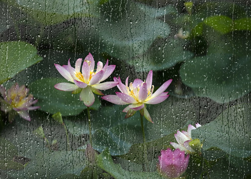 雨后荷花别样红