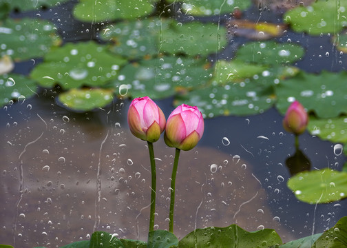 雨后荷花别样红