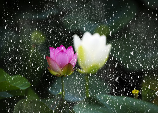 雨后荷花别样红