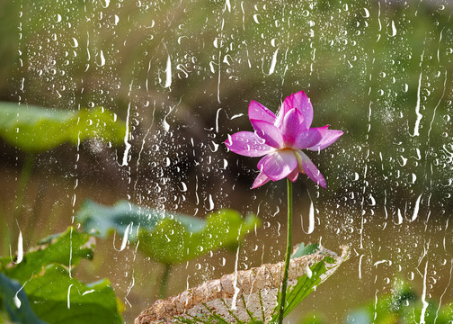 雨后荷花别样红