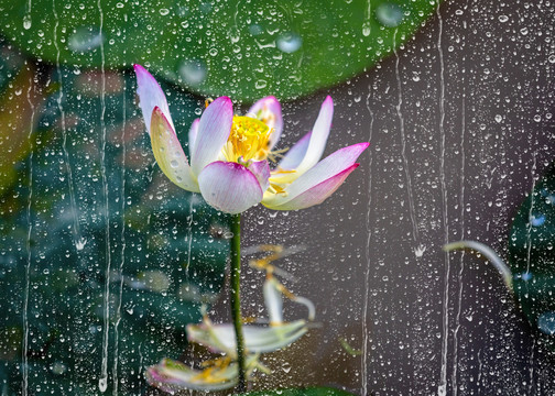 雨后荷花别样红