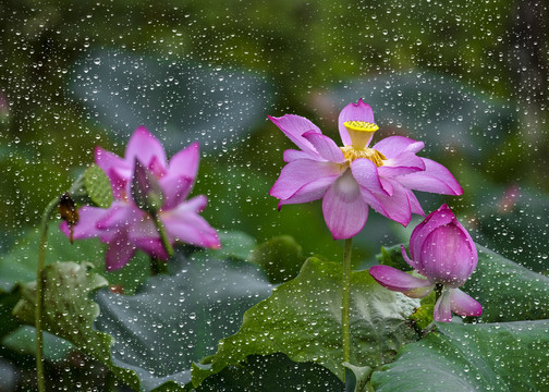 雨后荷花别样红