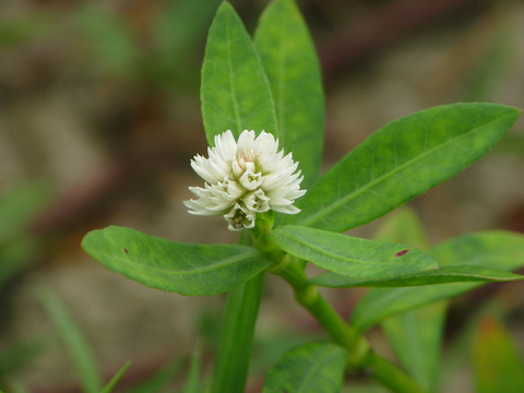 野生喜旱莲子草的花期