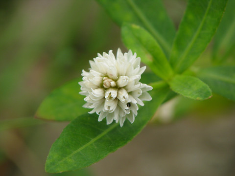 野生喜旱莲子草的花期