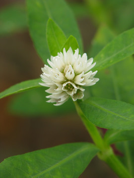 野生喜旱莲子草的花期