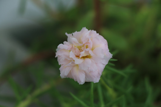 大花馬齒莧之冰心