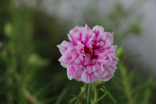 大花马齿苋4粉芙蓉