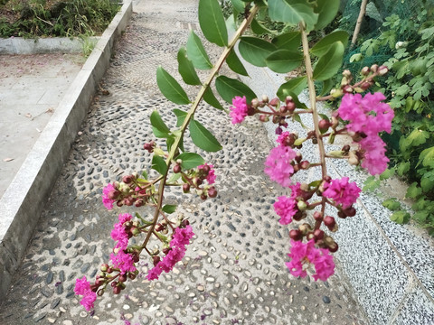 紫薇花特写