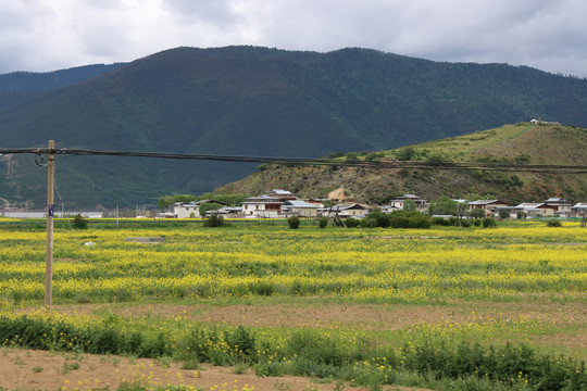 依拉草原