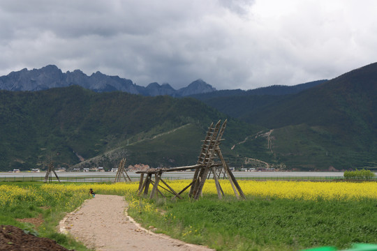 依拉草原