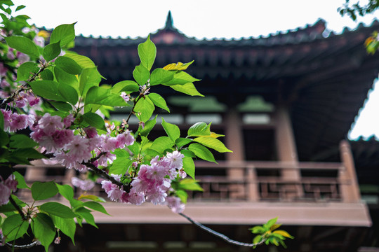 青龙寺