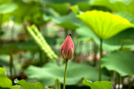 夏日荷花蜻蜓