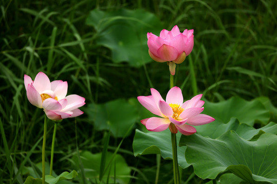 夏日荷花