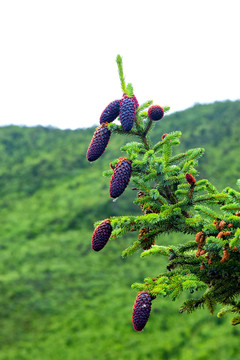 香格里拉风光