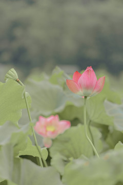 夏天公园水池荷花