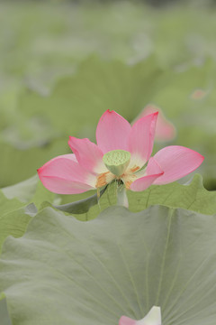 夏天公园水池荷花