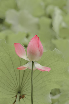 夏天公园水池荷花