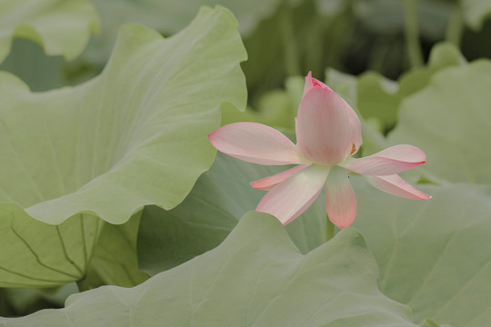 夏天公园水池荷花