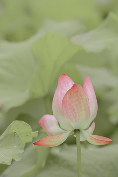 夏天水池荷花