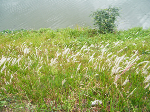 芦苇湖面植物草丛湿地水榭