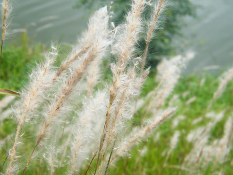 芦苇湖面植物草丛湿地水榭