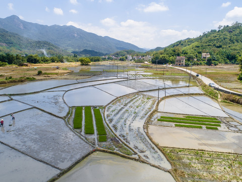 田野