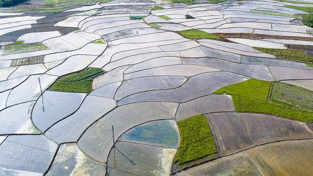 水稻田