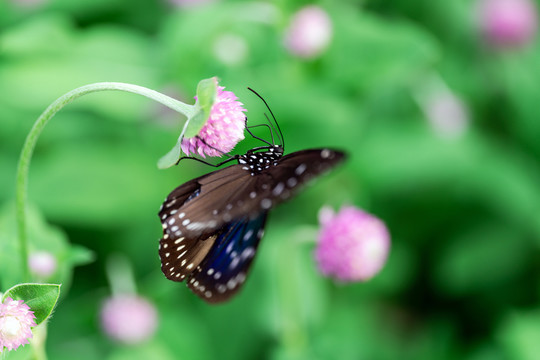 蝴蝶与花