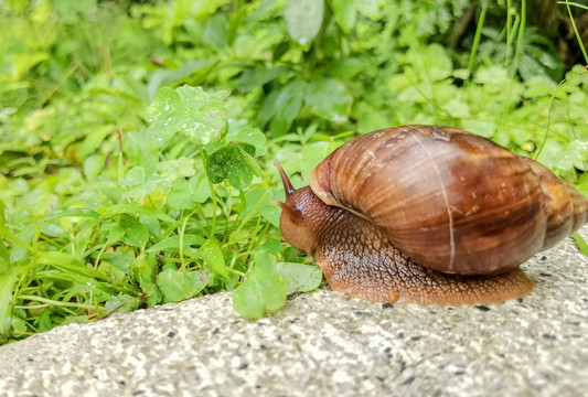 缓慢爬行的蜗牛