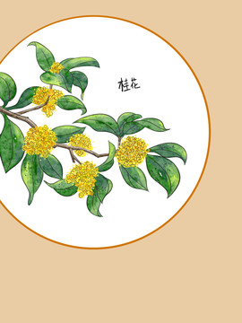 桂花