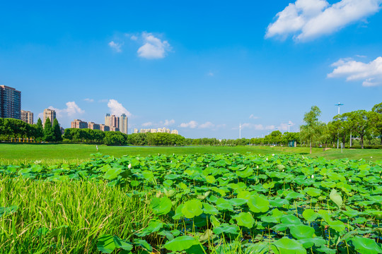 城市绿地