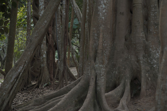 版纳植物园热带雨林