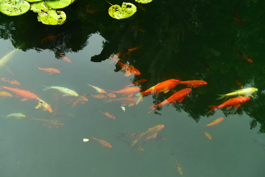 水清鲤鱼池