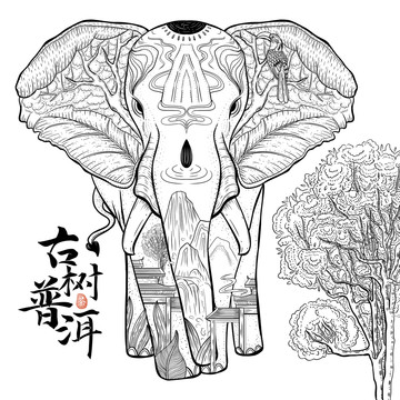 云南古樹普洱茶包裝插畫線稿