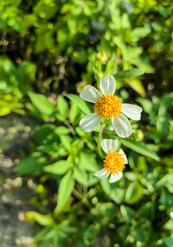 鬼针草特写