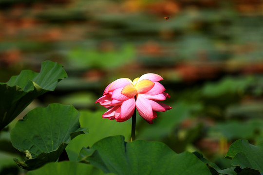 夏日莲莲