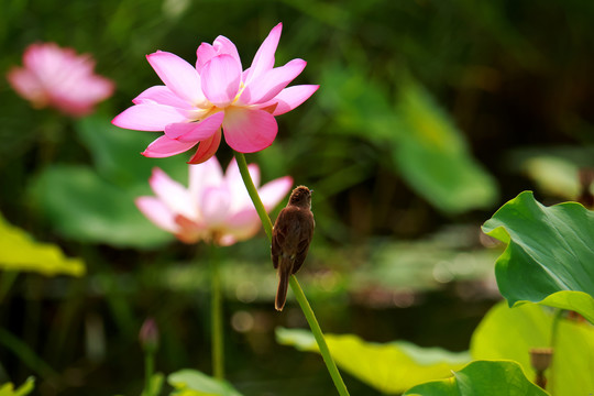 夏日莲莲